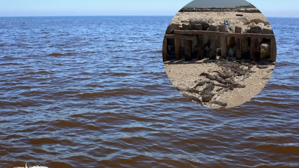 Marea roja en Yucatán: estas son las recomendaciones del Gobierno del Estado