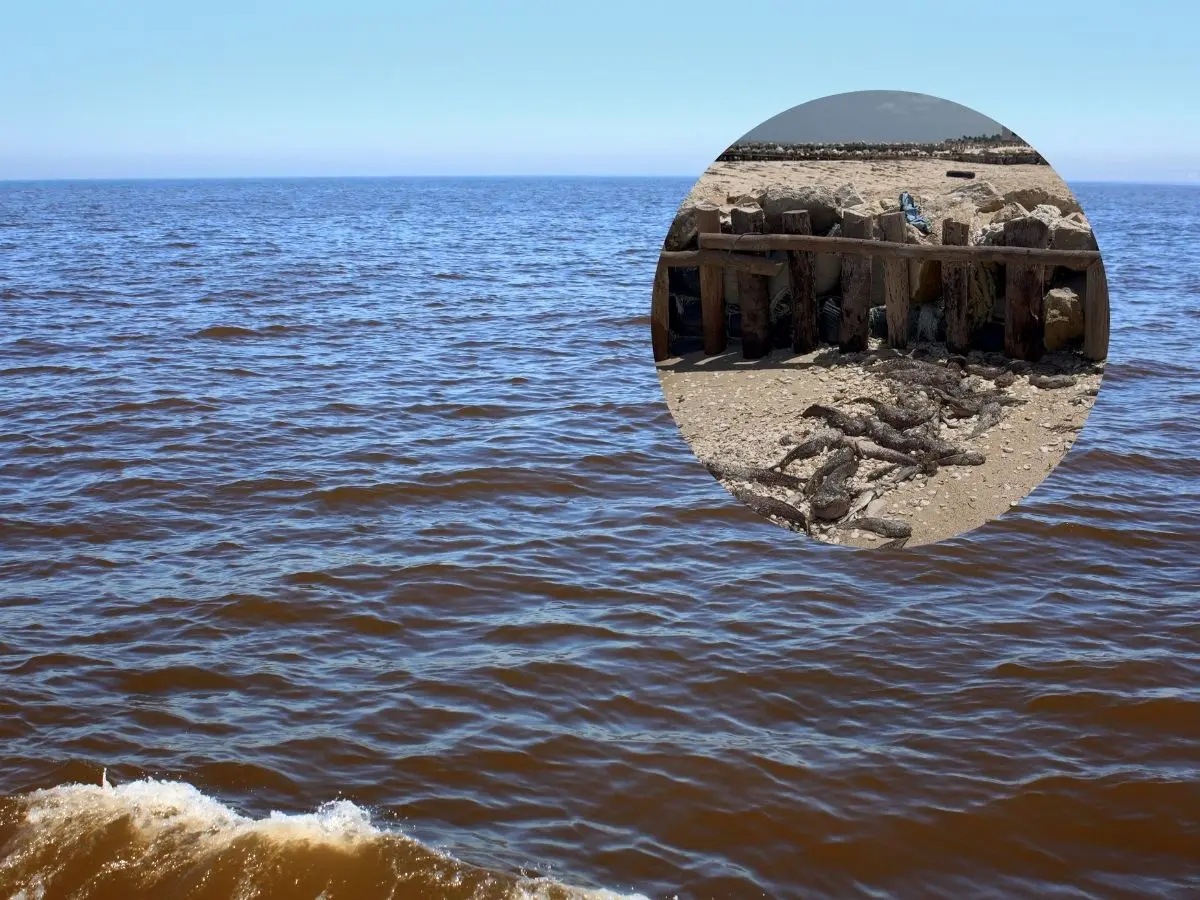 Ante la alerta oficial de marea roja en el litoral yucateco, el Gobierno de Yucatán publicó una serie de recomendaciones para evitar daños a la salud de las personas que visiten la costa.- Fuente Canva y archivo POSTA
