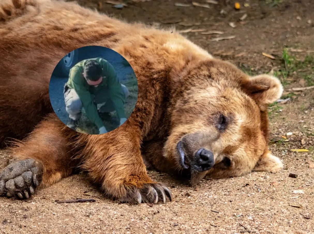 Este lamentable incidente ha puesto nuevamente en la mira los riesgos que enfrentan los ejemplares de fauna silvestre en zonas de alto tránsito vehicular. Foto: Canva.