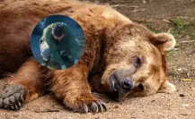 Oso sufre atropello y mutilación de garras en carretera Monterrey-Nuevo Laredo