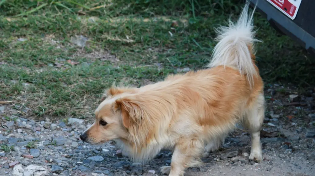 Perrita defiende a su dueña de su agresor; la estaba golpeando brutalmente