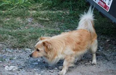 Perrita defiende a su dueña de su agresor; la estaba golpeando brutalmente