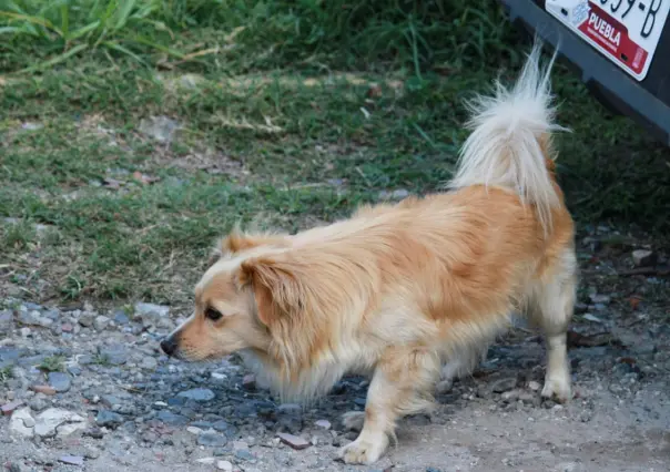 Perrita defiende a su dueña de su agresor; la estaba golpeando brutalmente