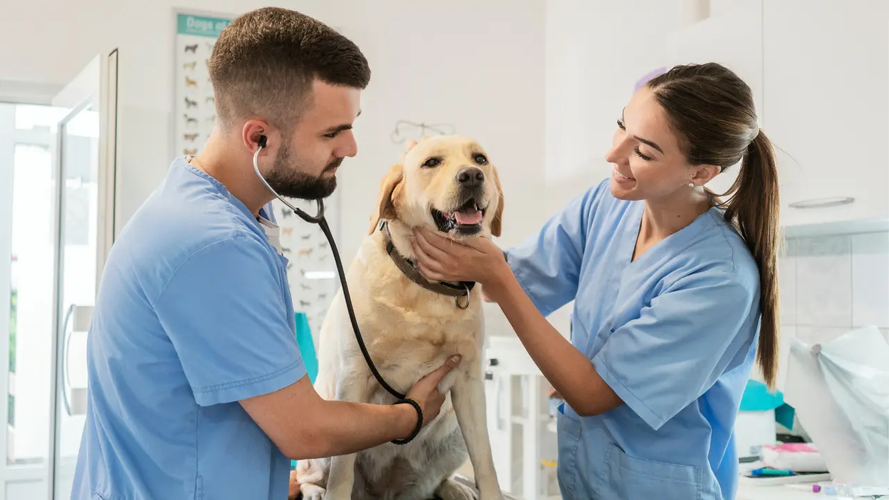 Una universidad pública de Durango ofrece la carrera de Medicina Veterinaria y Zootecnia. Foto: Canva.