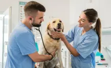 Esta es la única universidad de Durango que oferta la carrera de veterinario