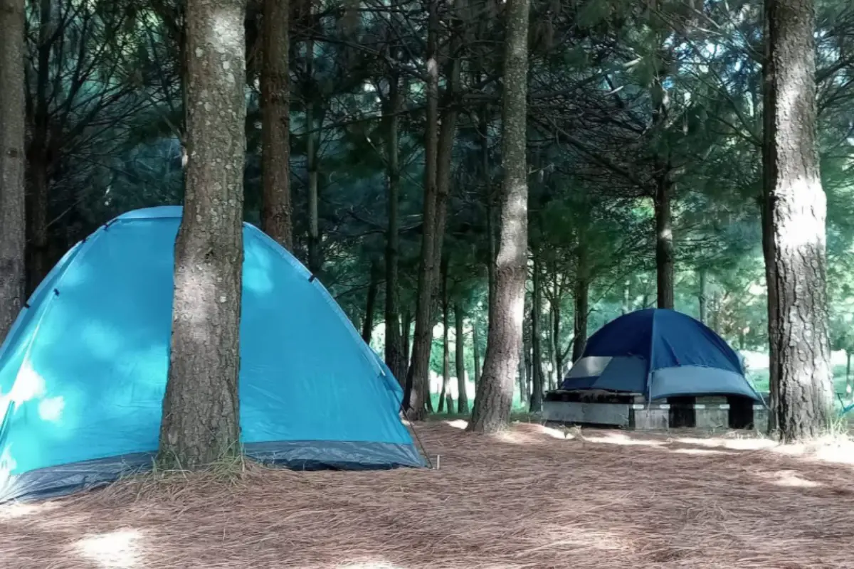 Casas de campaña en el bosque.  Foto: X (@EdomexTurismo)