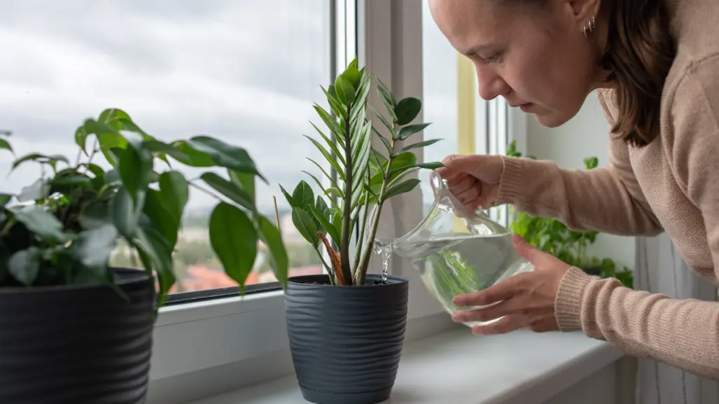 5 plantas que embellecen tu casa y mejoran tu estado de ánimo
