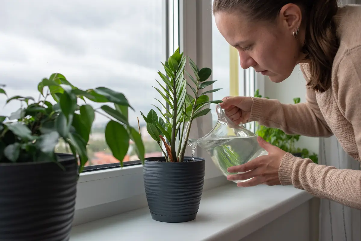 Las plantas, especialmente las que purifican el aire,  son excelentes para contribuir al buen ánimo y bienestar en casa. Foto: Canva