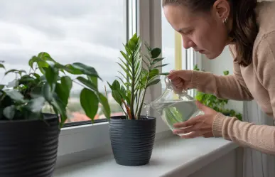 5 plantas que embellecen tu casa y mejoran tu estado de ánimo