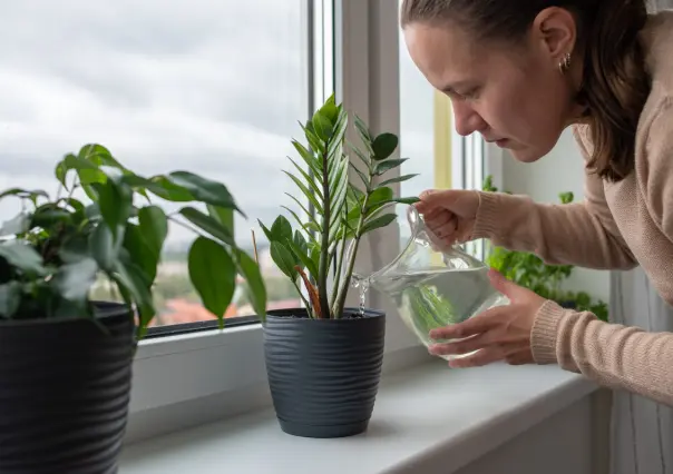 5 plantas que embellecen tu casa y mejoran tu estado de ánimo