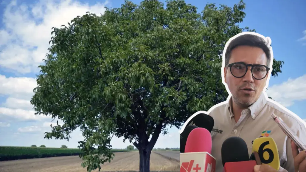 Se han realizado más de 100 compensaciones por árboles dañados en Saltillo