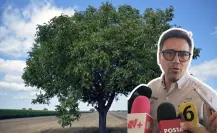 Se han realizado más de 100 compensaciones por árboles dañados en Saltillo