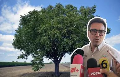 Se han realizado más de 100 compensaciones por árboles dañados en Saltillo