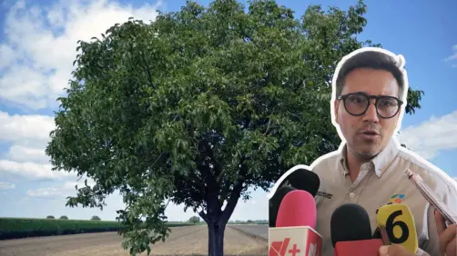 Se han realizado más de 100 compensaciones por árboles dañados en Saltillo