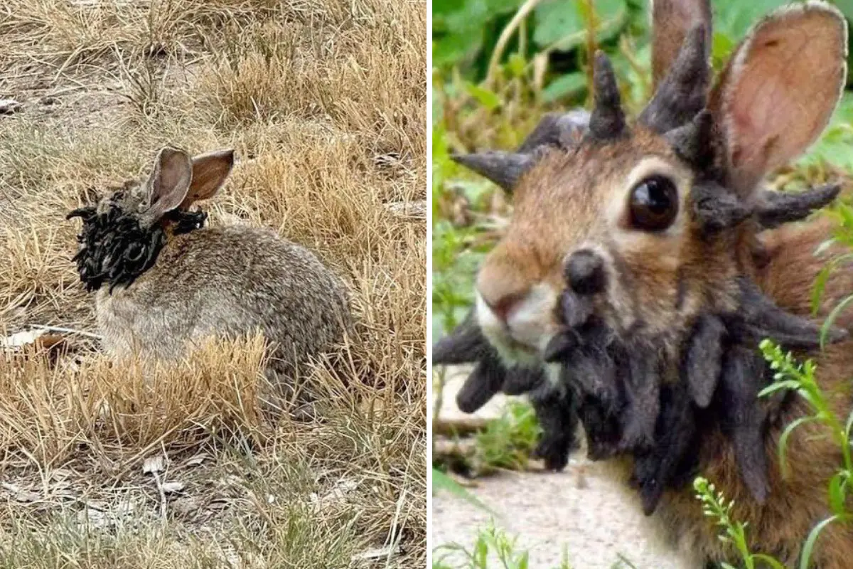 En Colorado, se han detectado animales con extrañas protuberancias en sus cabezas, generando preocupación entre expertos en salud animal. Foto: X @AlertaNews24