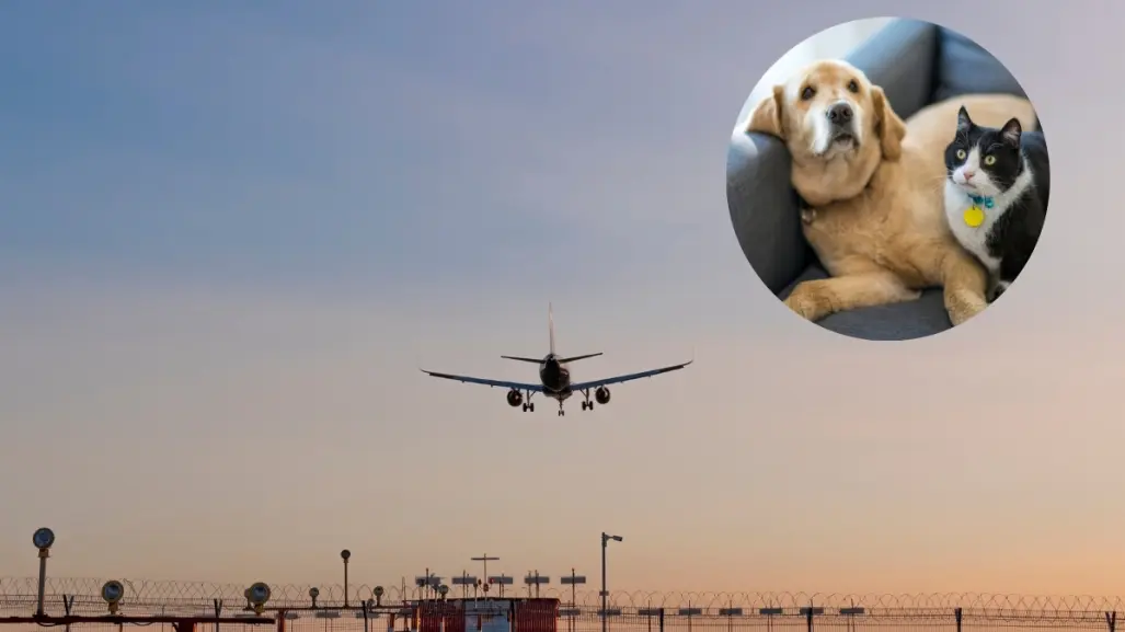 ¿Vuelas con tu mascota? Revisa esto antes de llegar al Aeropuerto de Monterrey