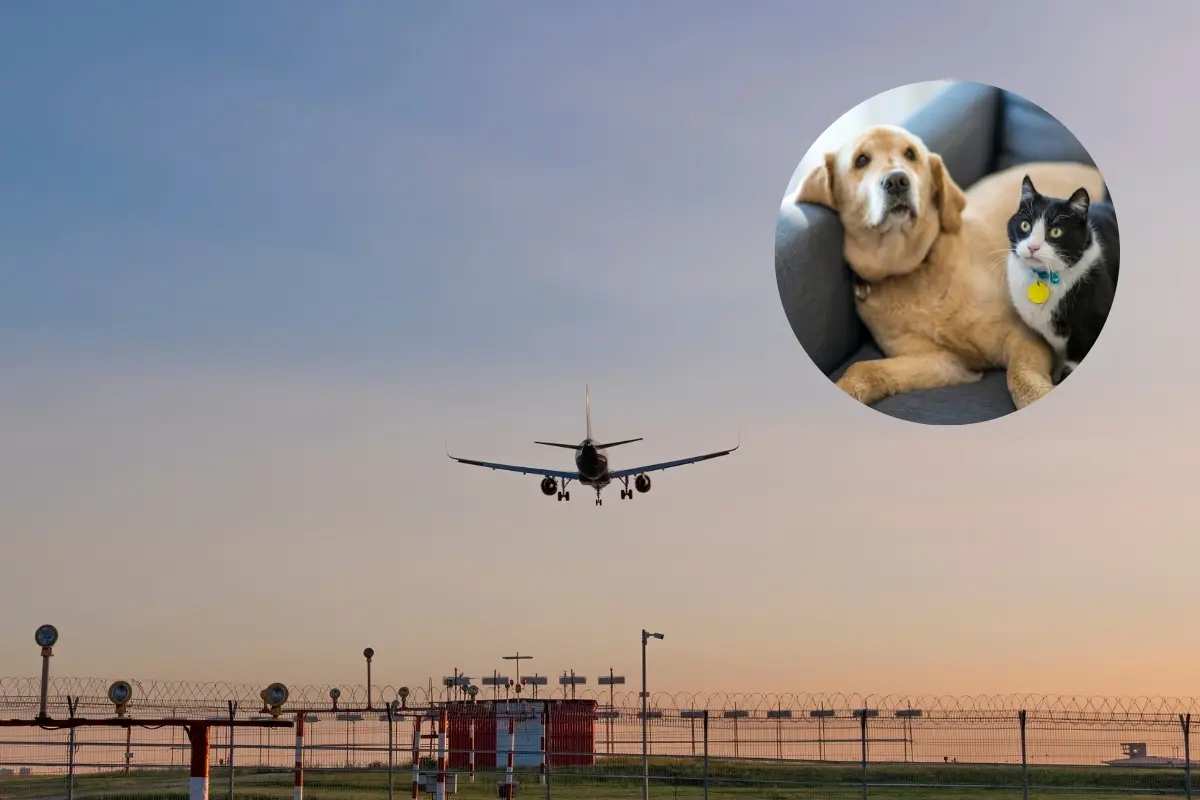 Un avión y mascotas. Foto: Canva