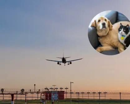 ¿Vuelas con tu mascota? Revisa esto antes de llegar al Aeropuerto de Monterrey