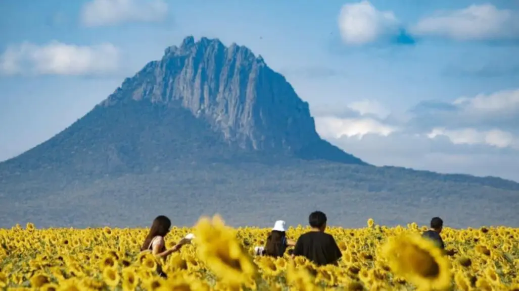 Girasoles y naturaleza pondrán a González en la mira de miles de turistas