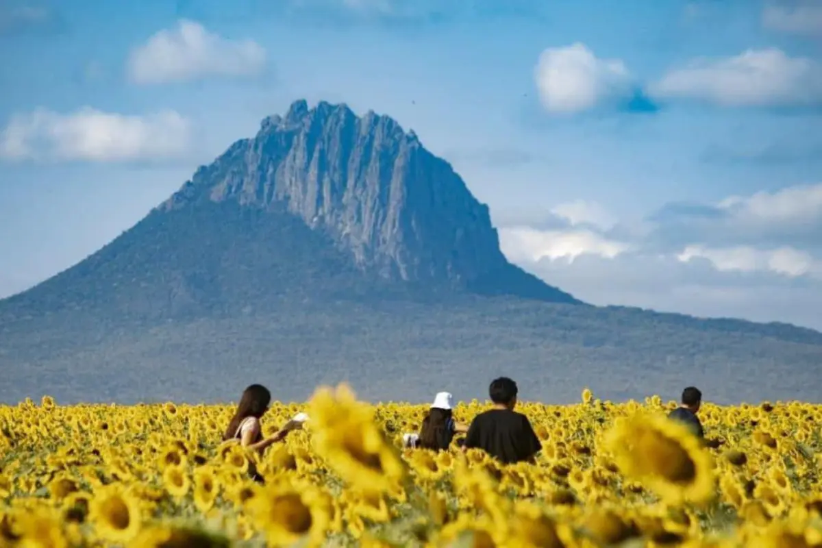 El municipio no solo ofrece los coloridos campos de girasoles, sino también actividades como senderismo en el cerro y la sierra, rutas en Razer, pesca y deportes acuáticos en la presa. Foto: Gobierno de Tamaulipas