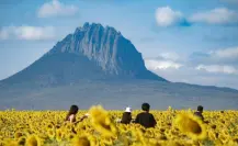 Girasoles y naturaleza pondrán a González en la mira de miles de turistas