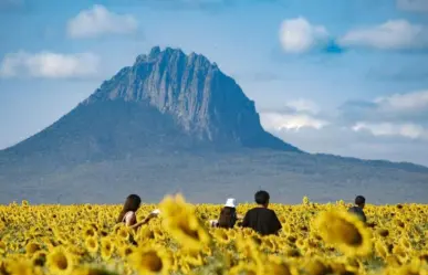 Girasoles y naturaleza pondrán a González en la mira de miles de turistas