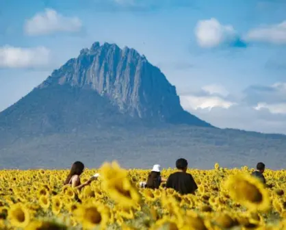 Girasoles y naturaleza pondrán a González en la mira de miles de turistas