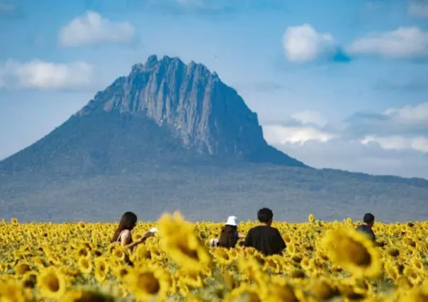 Girasoles y naturaleza pondrán a González en la mira de miles de turistas