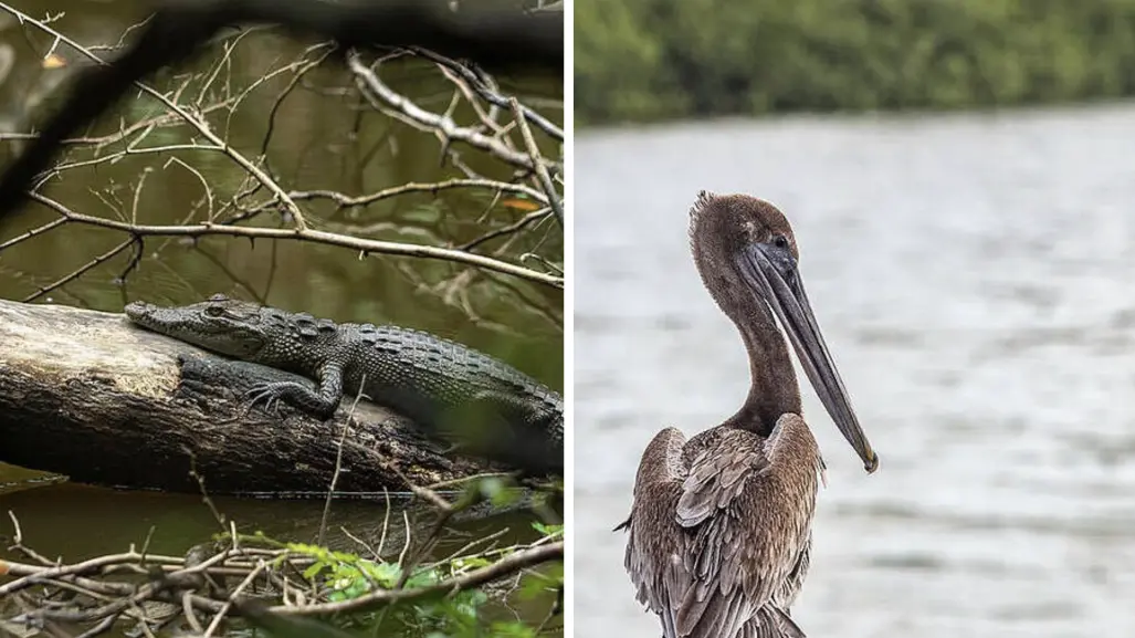 Estos animales están en peligro de extinción en la península de Yucatán, según Greenpeace