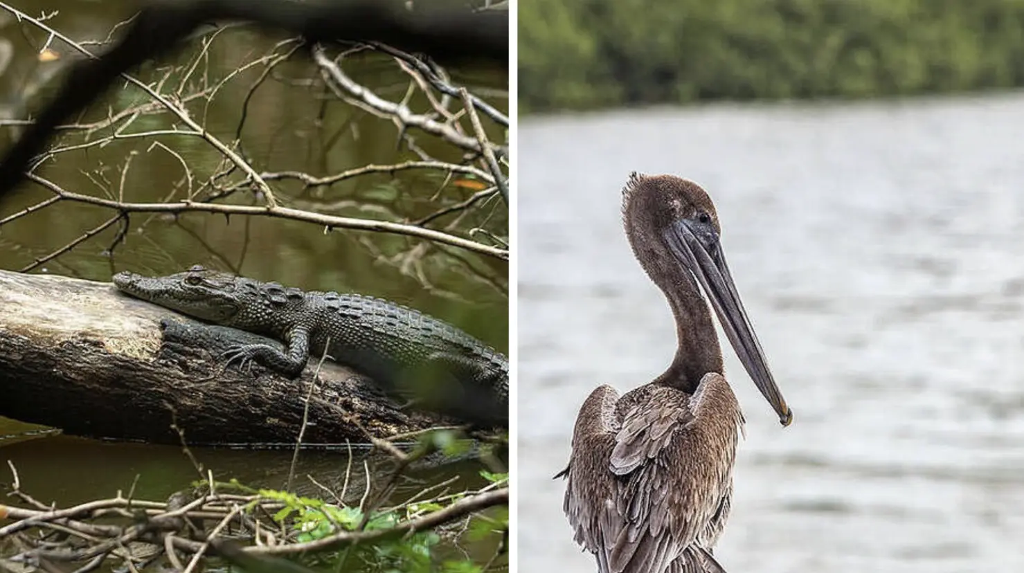 La región afronta amenazas que hacen que diversas especies sean desplazadas cambiando su forma de vida lo que afecta su tiempo de existencia.- Fuente Greenpeace