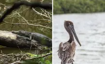 Estos animales están en peligro de extinción en la península de Yucatán, según Greenpeace