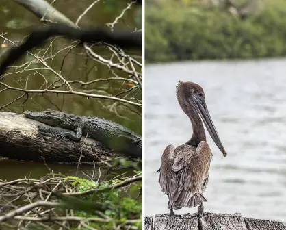 Estos animales están en peligro de extinción en la península de Yucatán, según Greenpeace