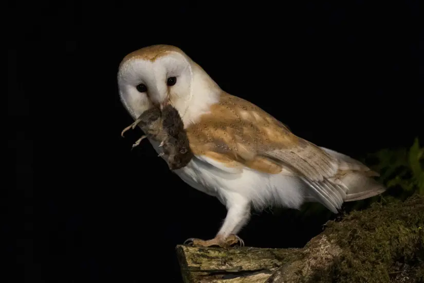Pese a las supersticiones que les rodean, estas aves son vitales para el equilibrio ecológico. Foto: iNaturalist