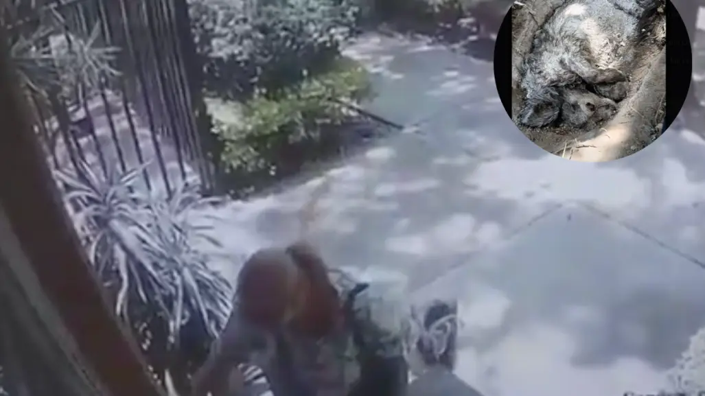 La Mataperros de Coyoacán: ¿Cómo era su modus operandi?
