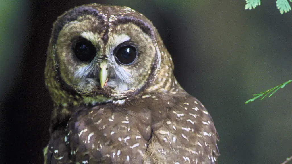 Esta es la superstición que tienen sobre los tecolotes en el Pueblo Mágico de Tula