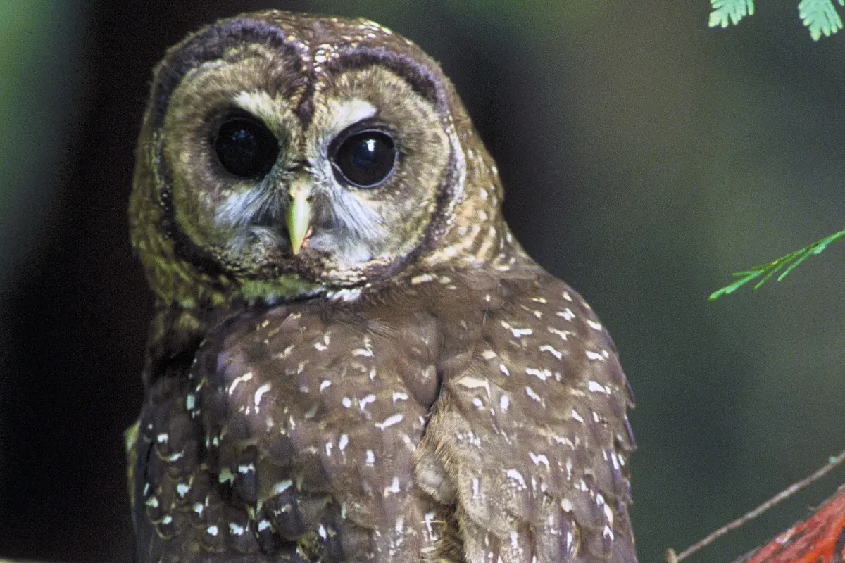 Toda clase de mitos, leyendas y supersticiones rodean a aves nocturnas como los tecolotes, los búhos y las lechuzas. Foto: iNaturalist