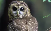 Esta es la superstición que tienen sobre los tecolotes en el Pueblo Mágico de Tula