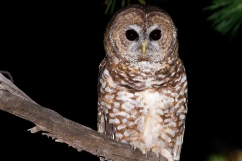 El tecolote, el búho y la lechuza pertenecen a la misma familia de aves, todas relacionadas con toda clase de mitos y supersticiones antiguas. Foto: Carlos García