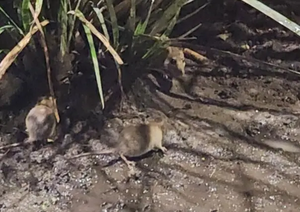 Toluca enfrenta plaga de ratas: experto explica su origen y cómo se combate en el Edomex