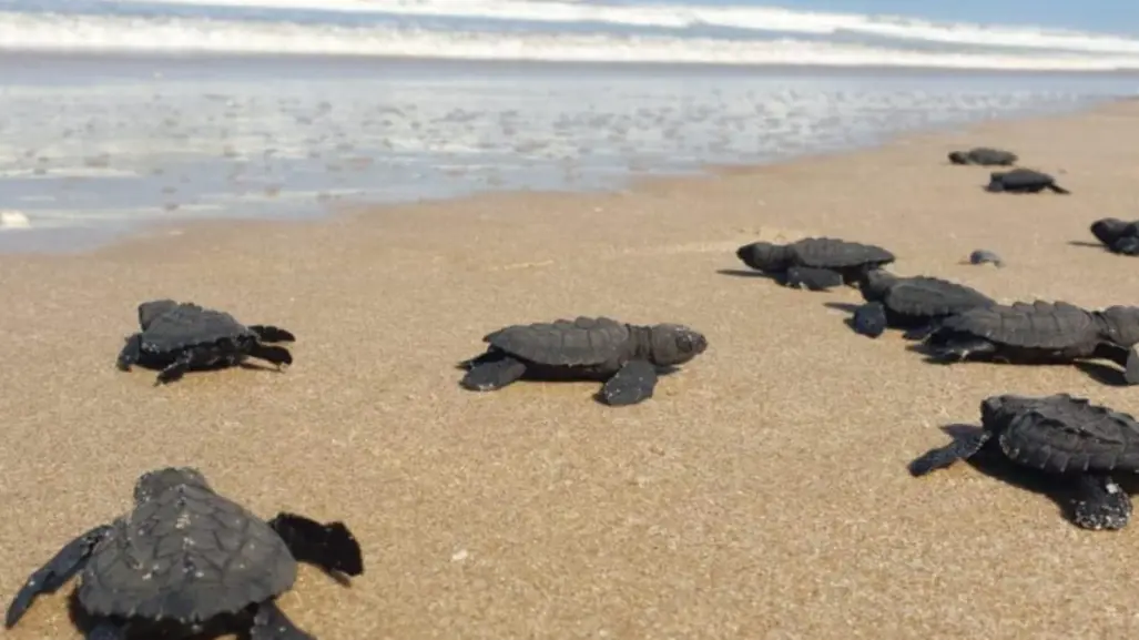 Nuevo récord de Tamaulipas en liberación de crías de tortuga lora