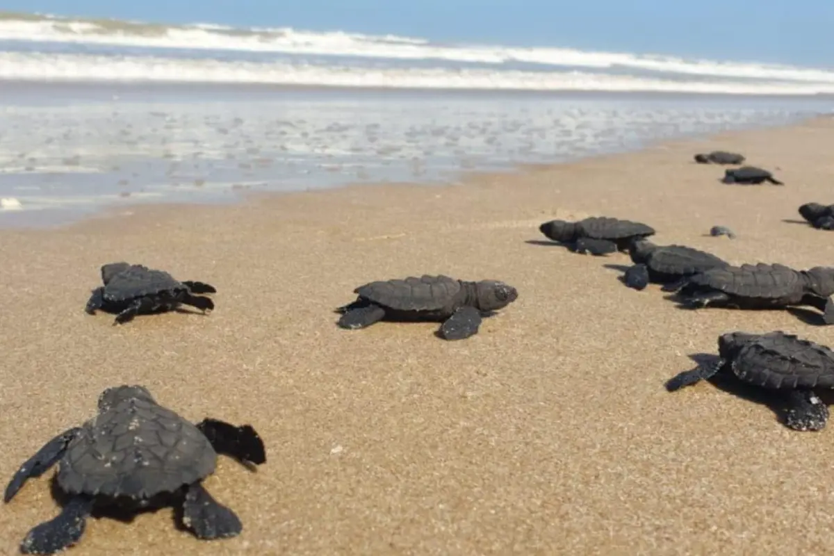 Descubre el récord de anidación de tortugas lora en Tamaulipas y su conservación