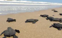 Nuevo récord de Tamaulipas en liberación de crías de tortuga lora