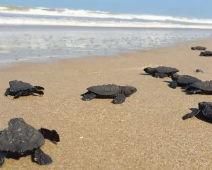Nuevo récord de Tamaulipas en liberación de crías de tortuga lora