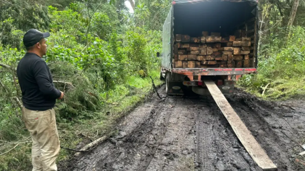 Tala y tráfico ilegal de madera en bosques del Edomex: ¿cuáles son los más afectados?