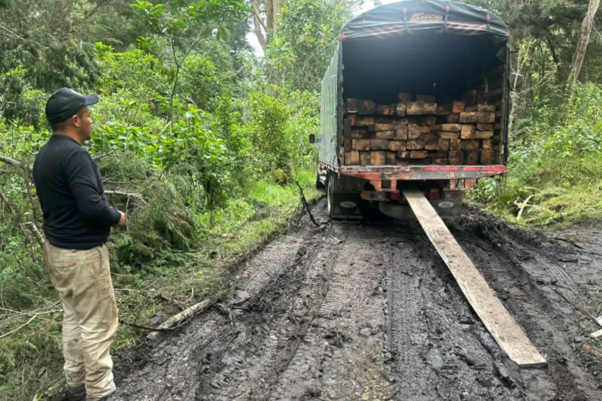 Tráfico de madera de los bosques. Foto: X (@Alfred_Balle)