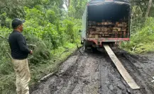 Tala y tráfico ilegal de madera en bosques del Edomex: ¿cuáles son los más afectados?
