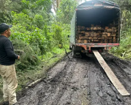 Tala y tráfico ilegal de madera en bosques del Edomex: ¿cuáles son los más afectados?
