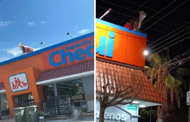 Vaquitas del "Arámburo" llegan a Chedraui y dividen opiniones en paceños