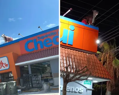 Vaquitas del "Arámburo" llegan a Chedraui y dividen opiniones en paceños