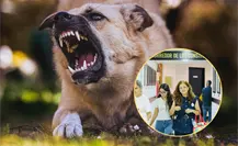 Cárcel a dueños irresponsables de mascotas en Baja California ¿De qué trata la Ley amparito?